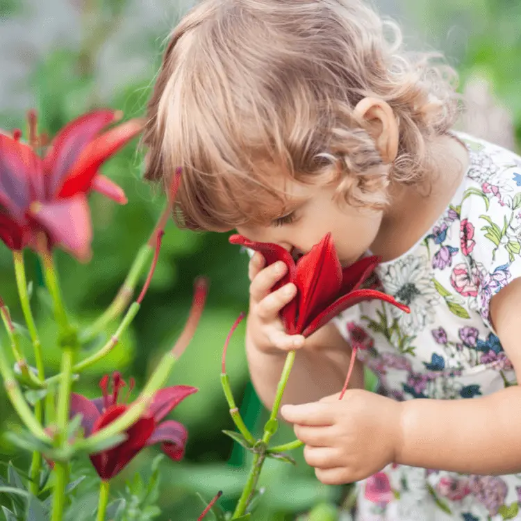 Touch And Smell Activities