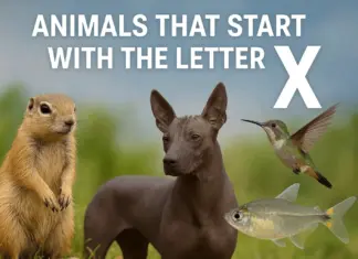 25 Animals That Start With the Letter X– List & Fun Facts Animals That Start With the Letter X