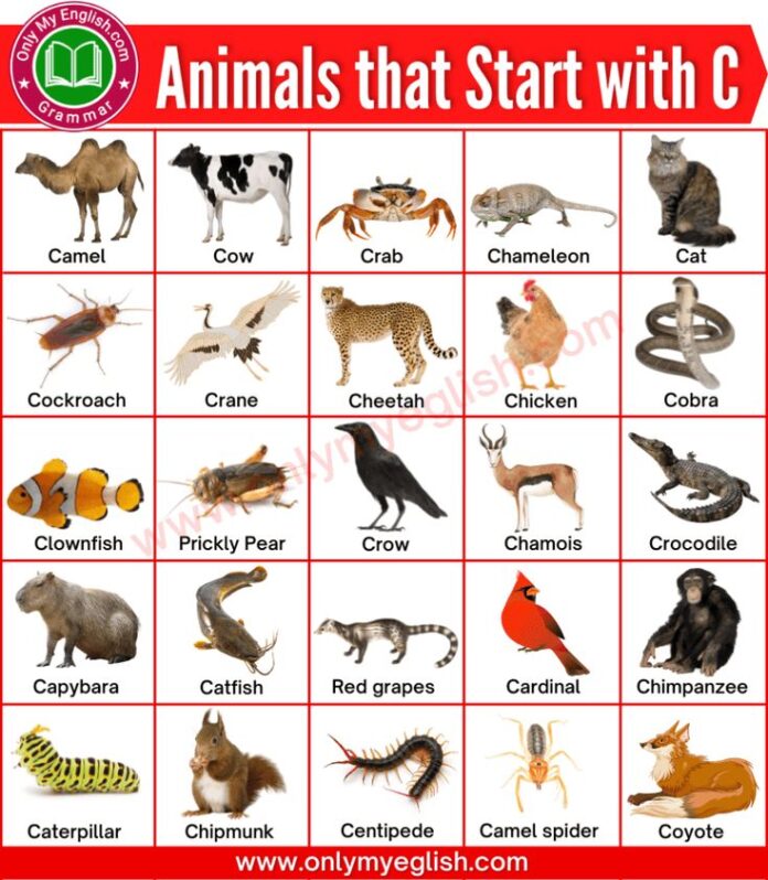 Animals That Start With C