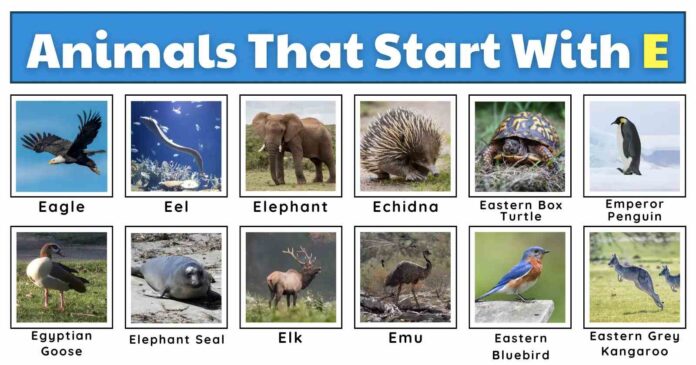 Animals That Start With E