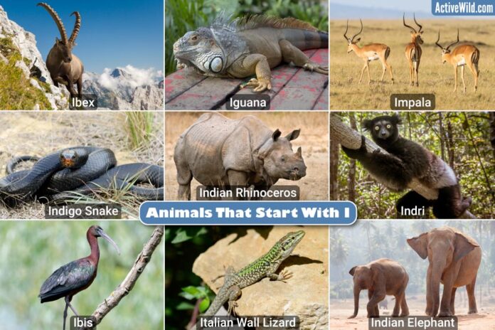 Animals That Start With the Letter I