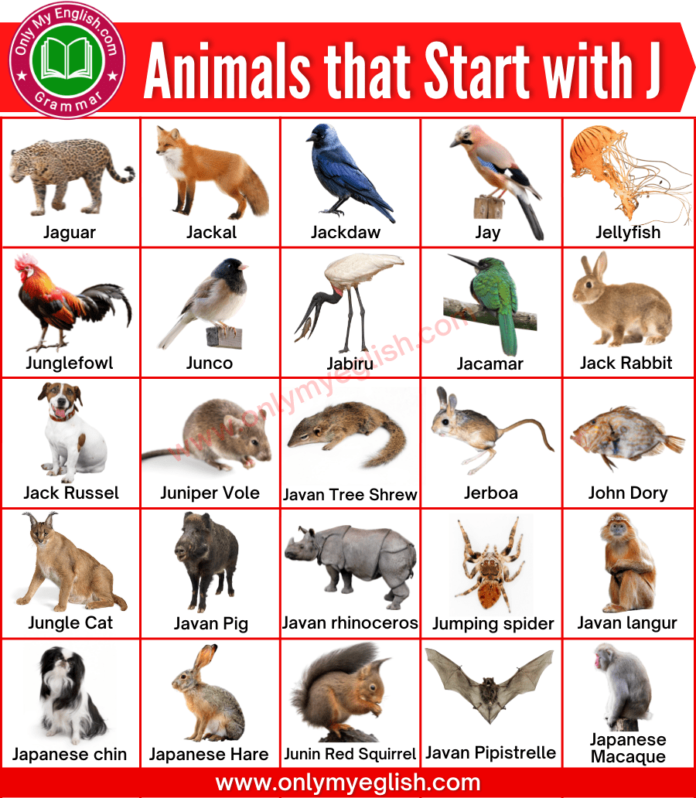 Animals That Start With the Letter J