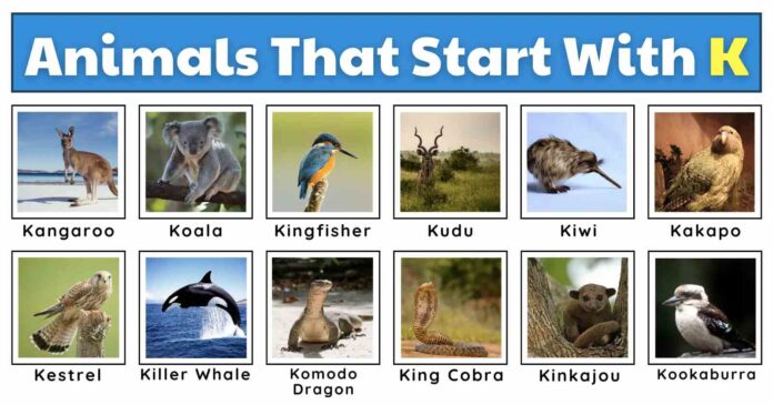 Animals That Start With the Letter K