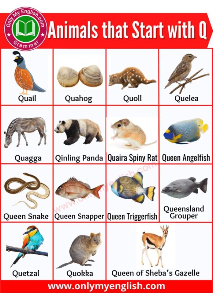 Animals That Start With the Letter Q