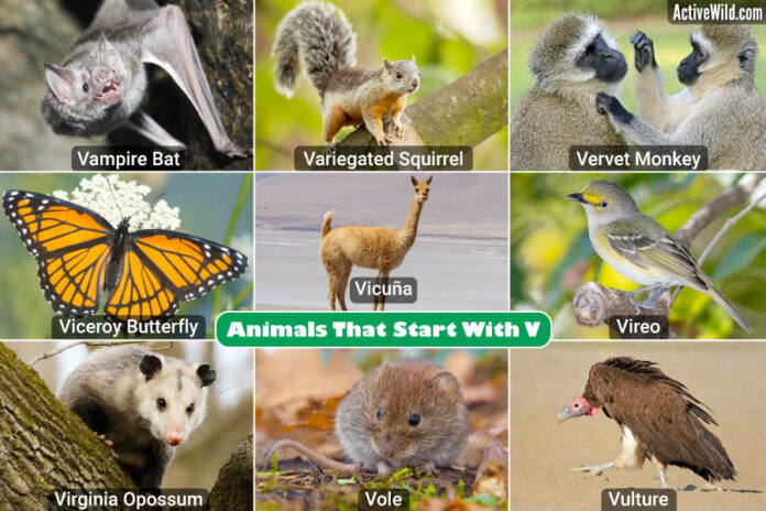 Animals That Start With the Letter V