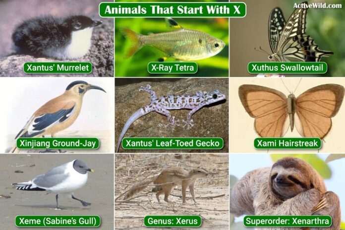 Animals That Start With the Letter X