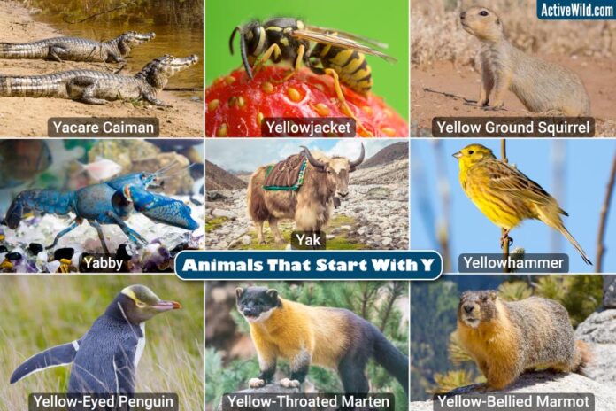 Animals That Start With the Letter Y