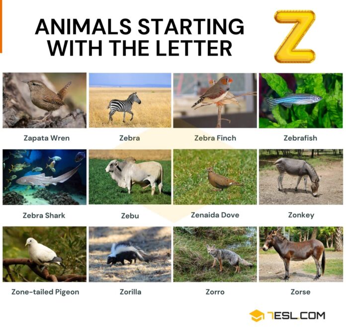 Animals That Start With the Letter Z